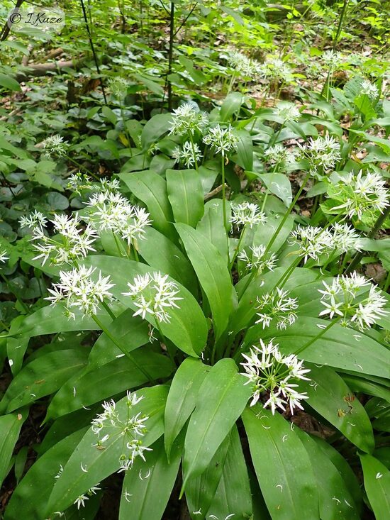 Alium ursinum